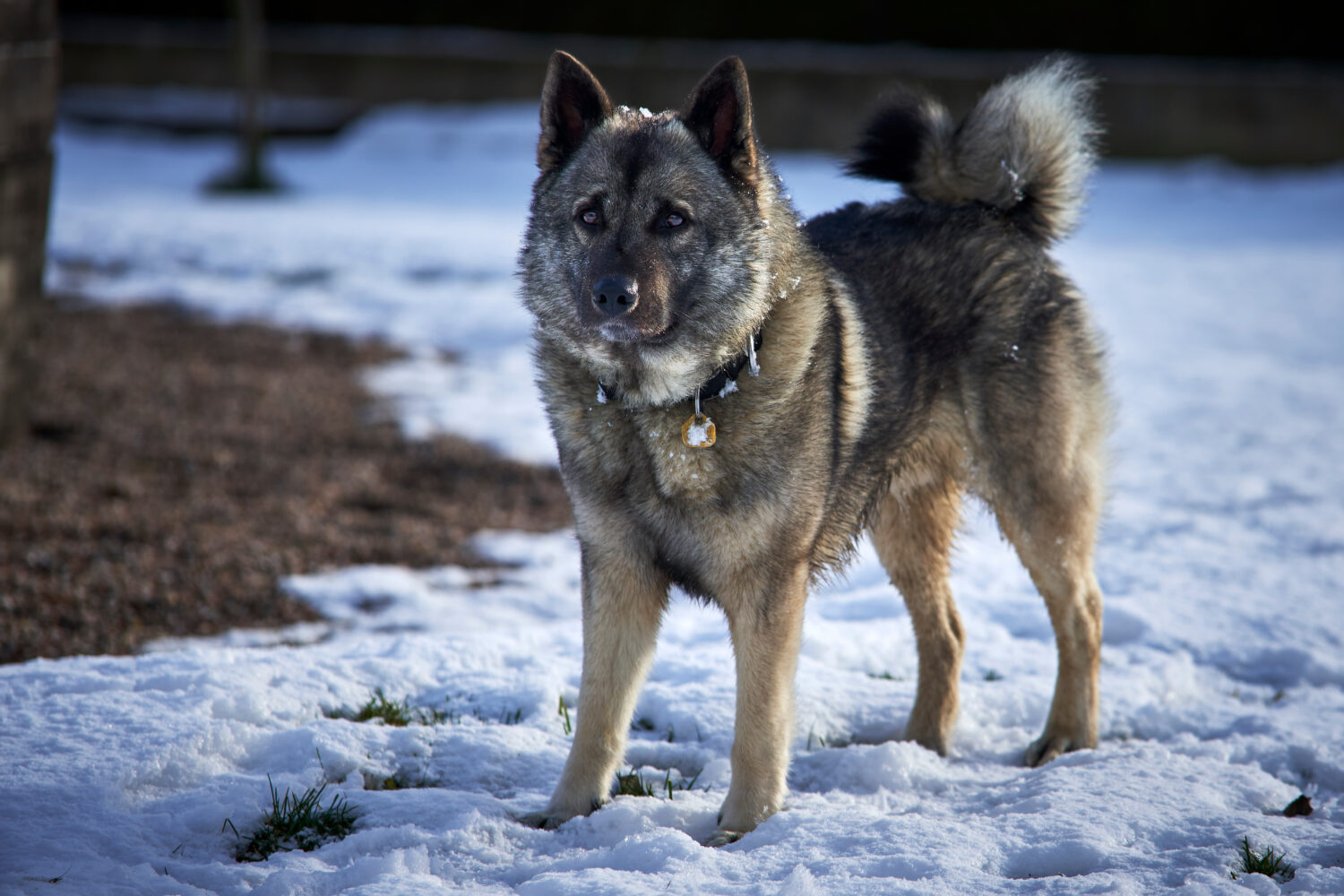 Norwegian Elkhound Lifespan: Average Life Expectancy and More!