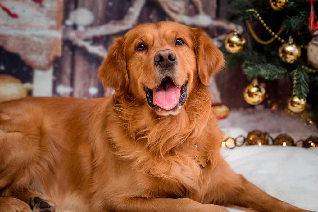 Golden Retriever Grooming Guide: 12 Tips for a Healthy and Beautiful Coat