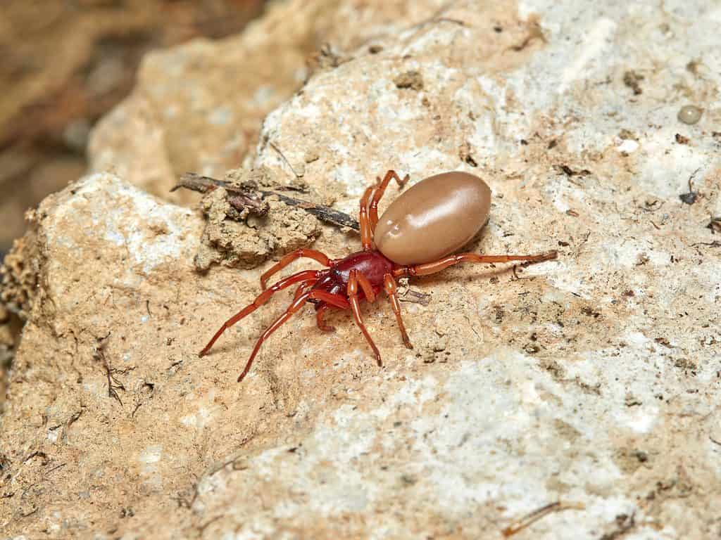 13 Spiders Crawling Around Austin