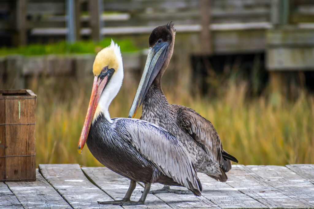 Discover the Top 10 Senior-Friendly Walking Trails in Florida