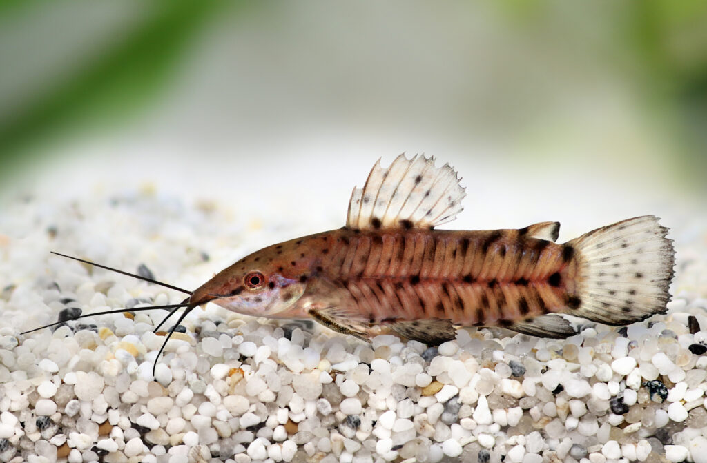 The 15 Best Tank Mates for Flowerhorns