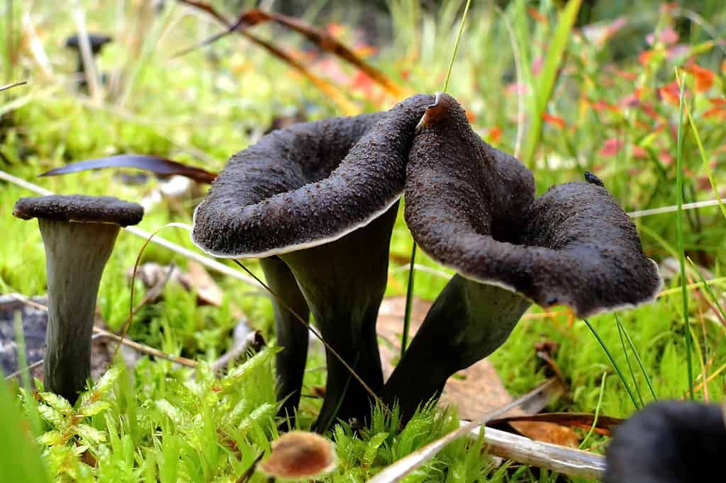 9 Types of Chanterelle Mushrooms