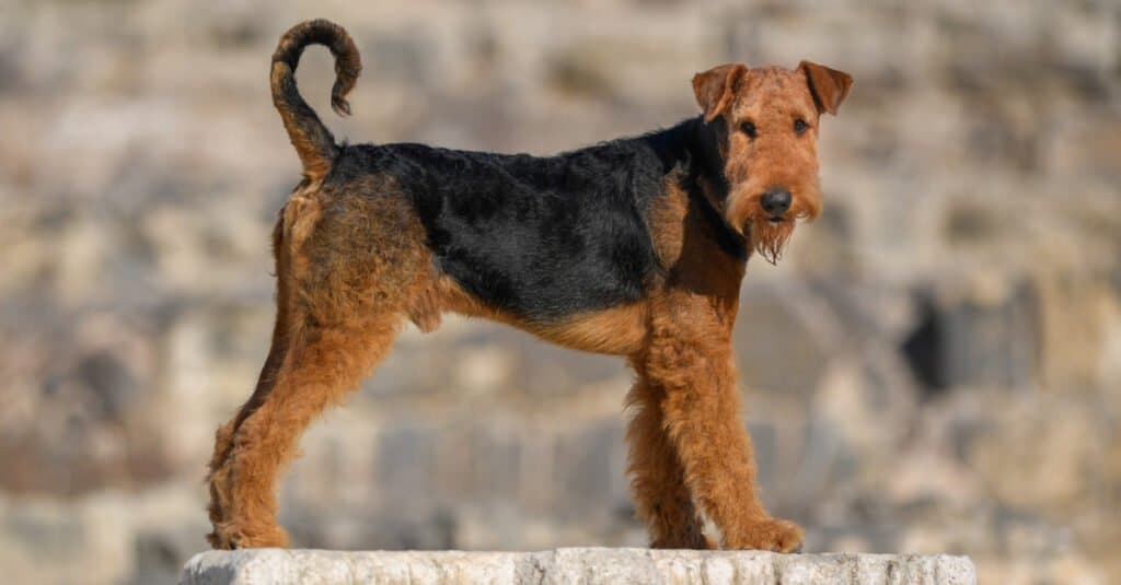 12 Reasons Airedale Terriers Are the Perfect Family Dog