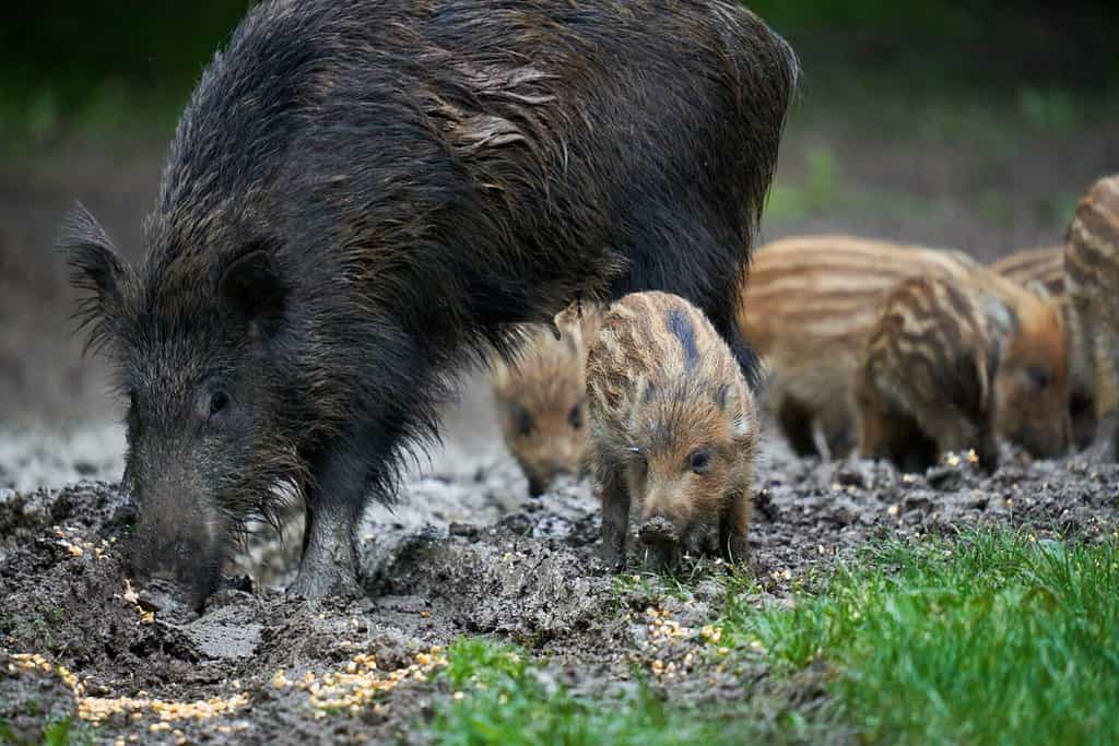 The Largest Wild Hog Ever Caught in Arkansas