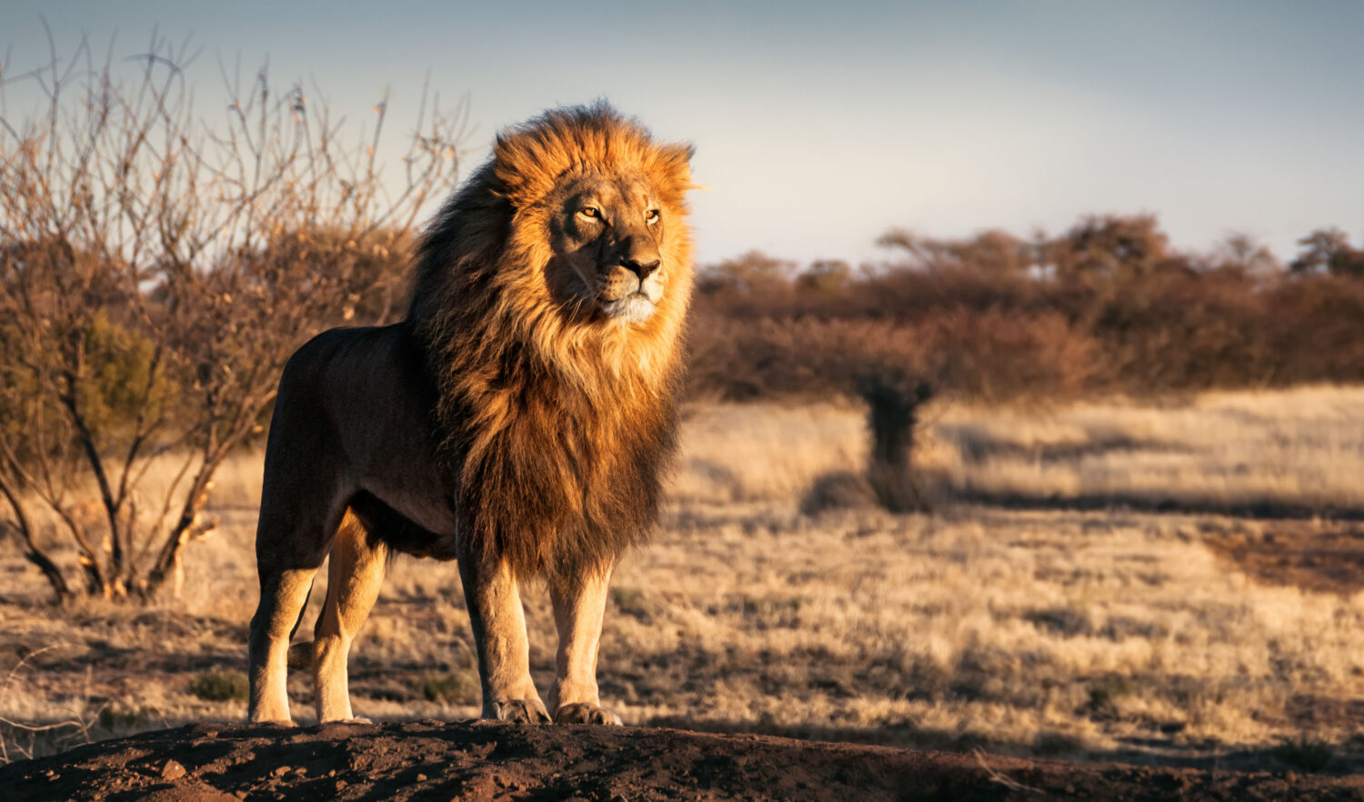 Do Lions Mate for Life? 8 Common Mating Habits for the Kings of the Jungle