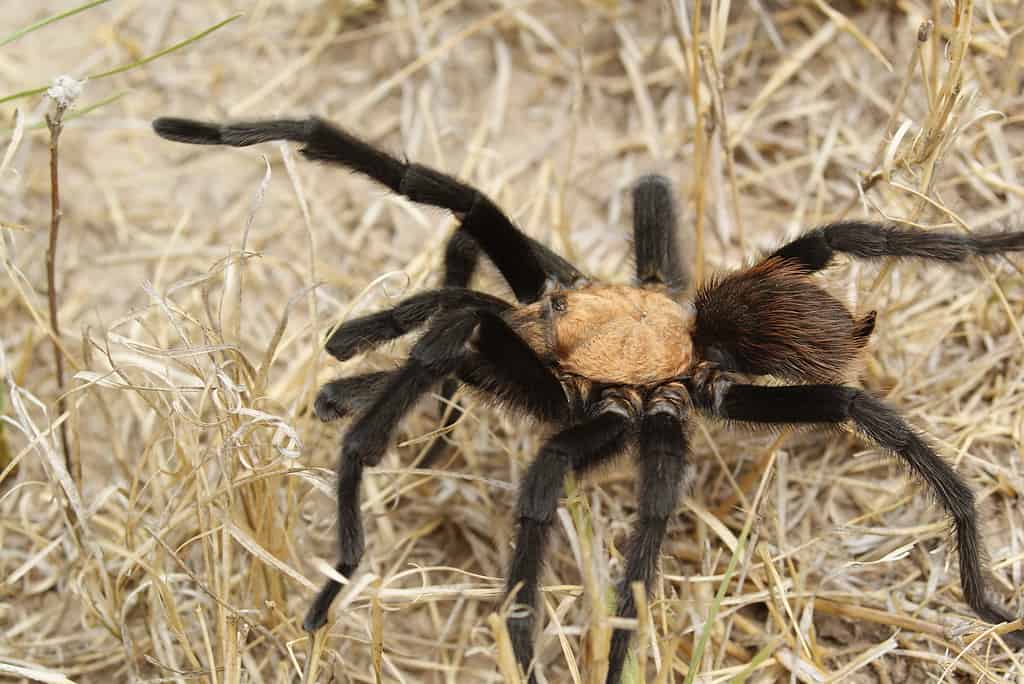 13 Spiders Crawling Around Austin