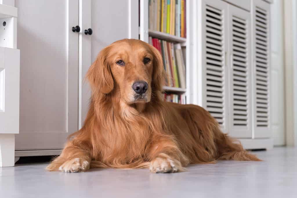 Golden Retriever Grooming Guide: 12 Tips for a Healthy and Beautiful Coat