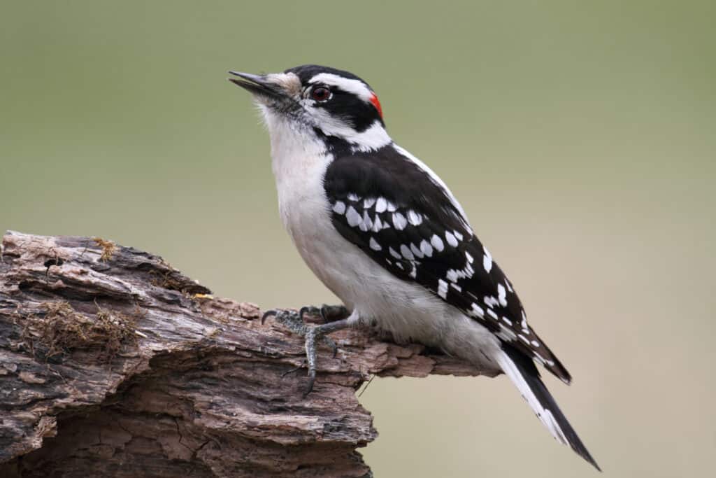 7 Woodpeckers in Missouri (Pictures, ID Guide, and Common Locations)