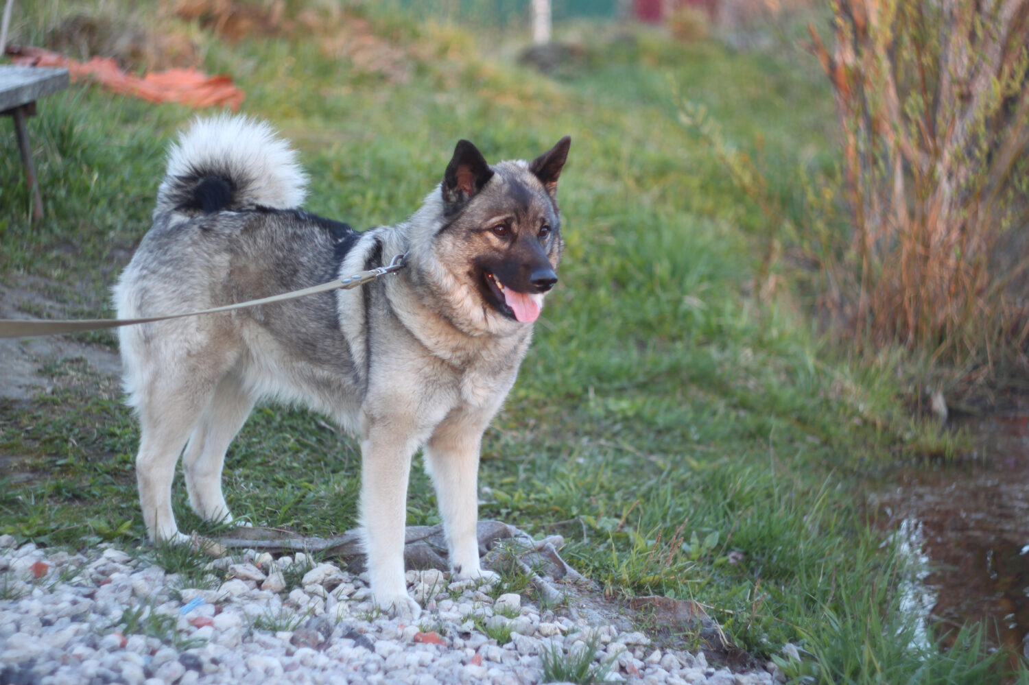 Norwegian Elkhound Lifespan: Average Life Expectancy and More!