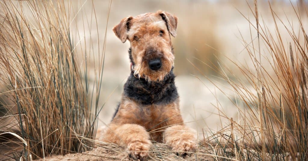 12 Reasons Airedale Terriers Are the Perfect Family Dog