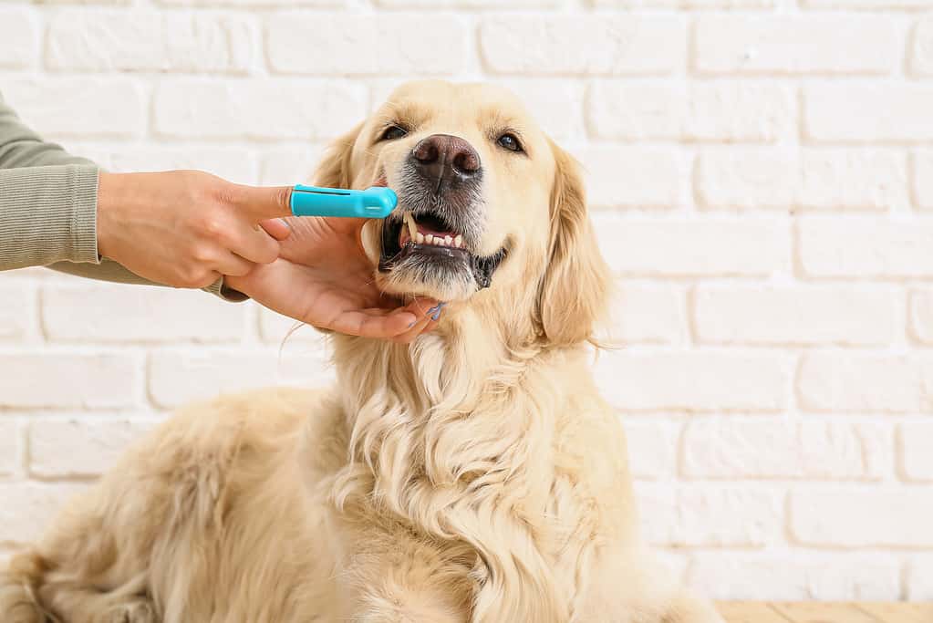 Golden Retriever Grooming Guide: 12 Tips for a Healthy and Beautiful Coat