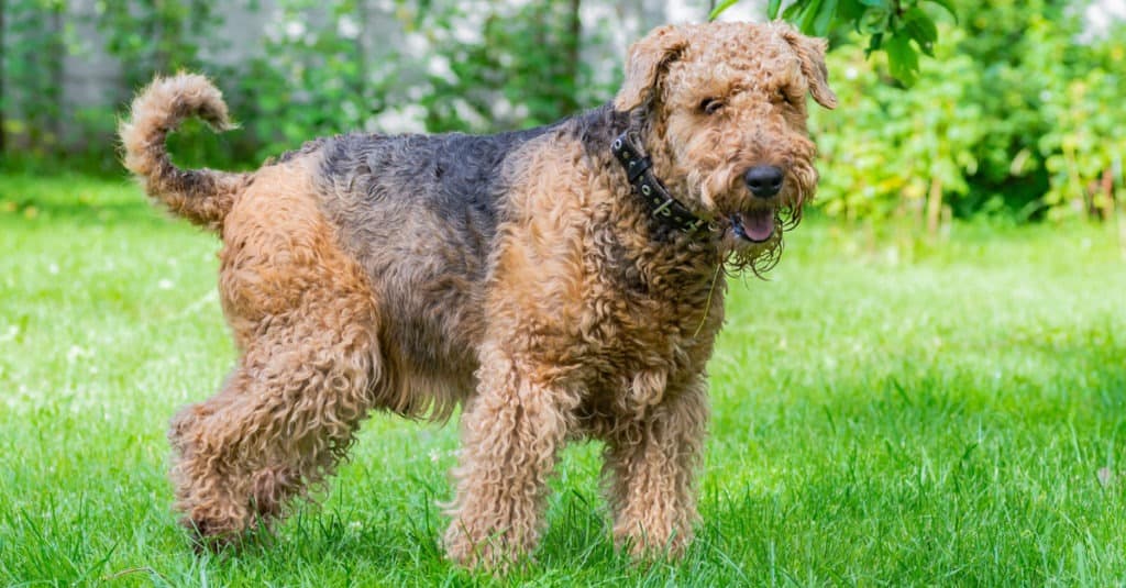 12 Reasons Airedale Terriers Are the Perfect Family Dog