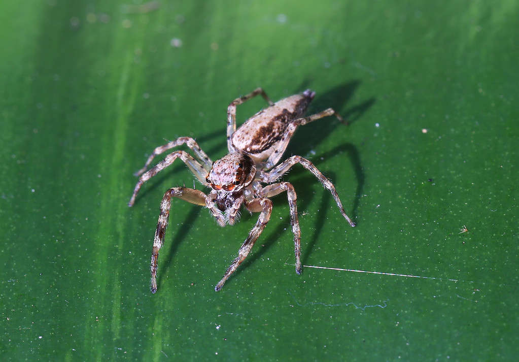 13 Spiders Crawling Around Austin