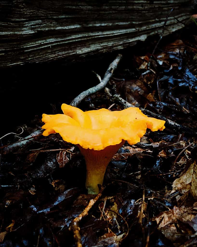 9 Types of Chanterelle Mushrooms