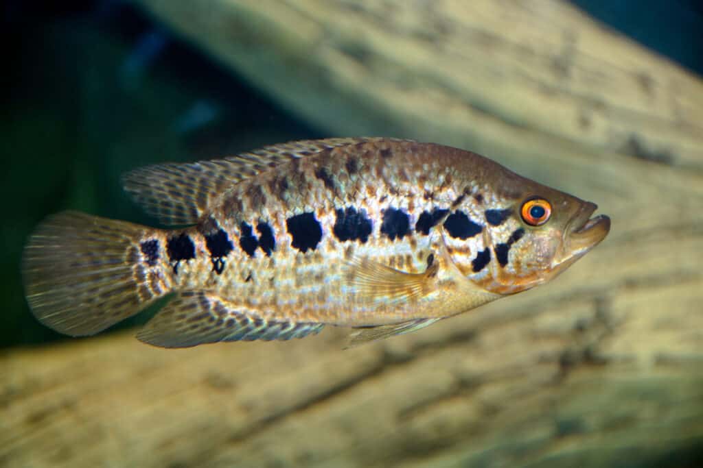 The 15 Best Tank Mates for Flowerhorns