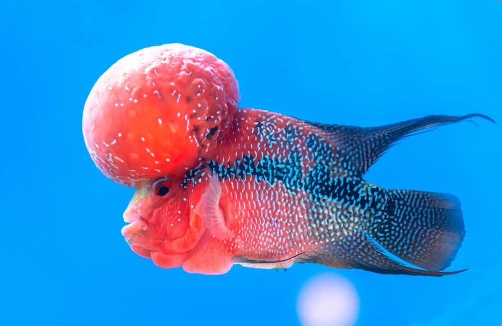 The 15 Best Tank Mates for Flowerhorns