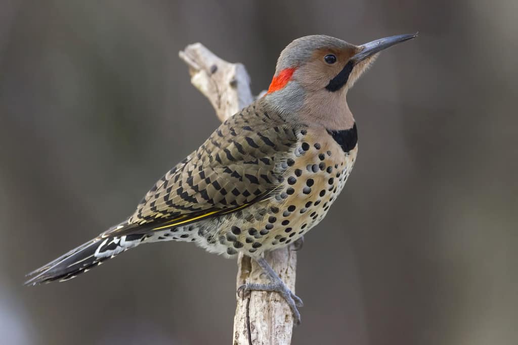 7 Woodpeckers in Missouri (Pictures, ID Guide, and Common Locations)