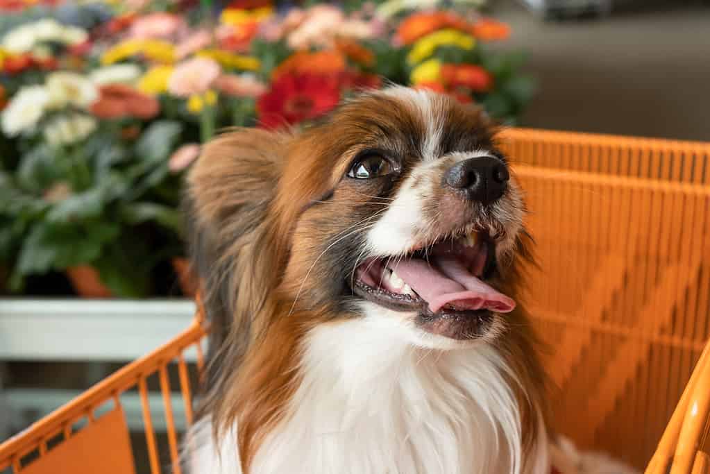 200  Amazing Irish Dog Names (Unique, Cute, Funny & More!)