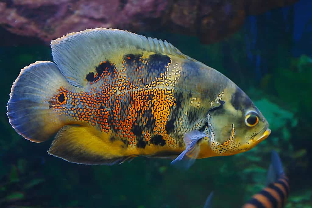 The 15 Best Tank Mates for Flowerhorns