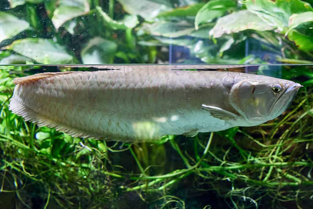 The 15 Best Tank Mates for Flowerhorns