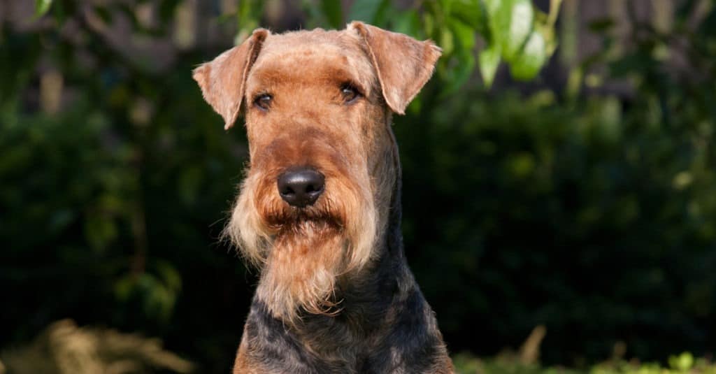 12 Reasons Airedale Terriers Are the Perfect Family Dog