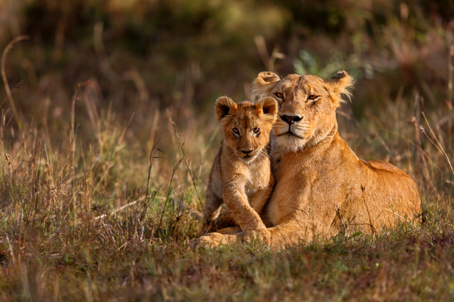 Do Lions Mate for Life? 8 Common Mating Habits for the Kings of the Jungle