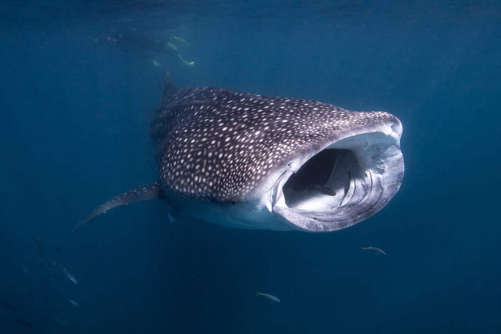 Watch a Shark Swim So Close To a Crowded Beach It Almost Bumps Into People