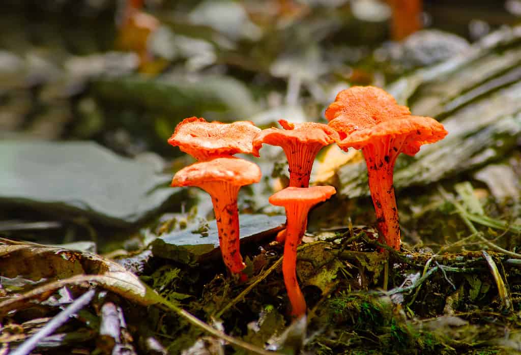 9 Types of Chanterelle Mushrooms