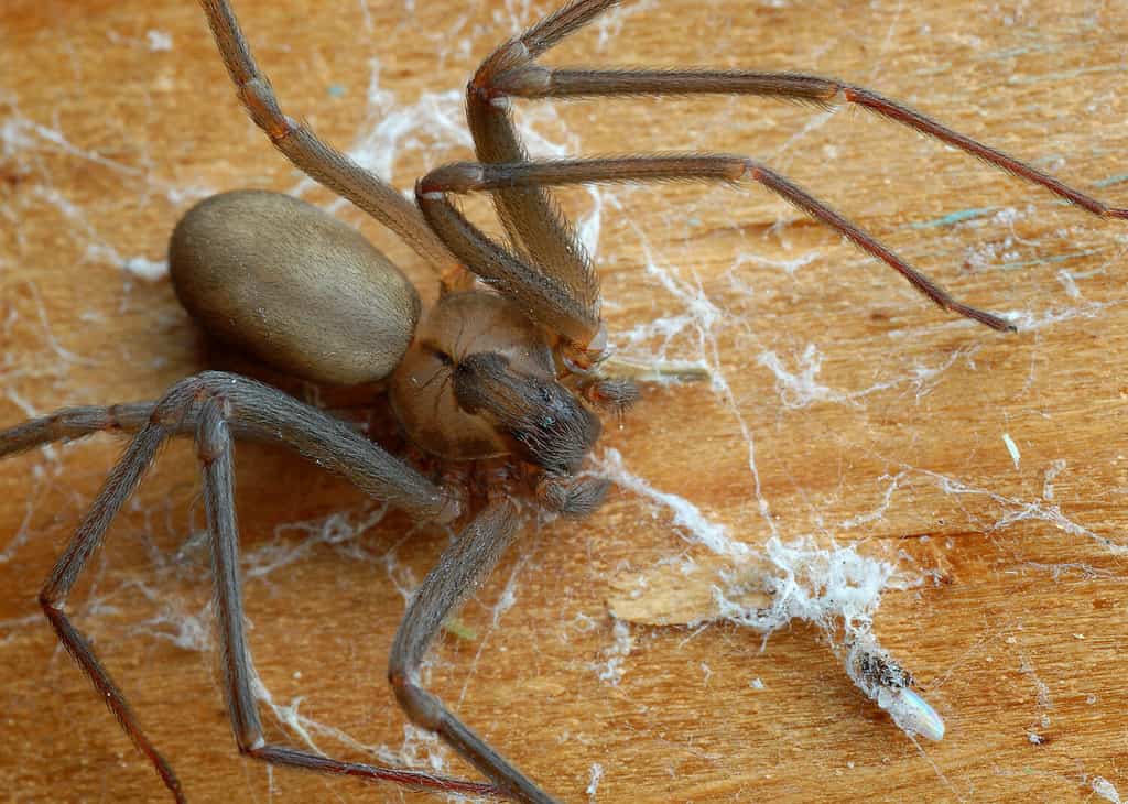 13 Spiders Crawling Around Austin