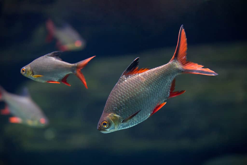 The 15 Best Tank Mates for Flowerhorns