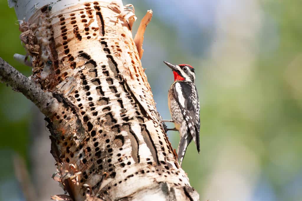 7 Woodpeckers in Missouri (Pictures, ID Guide, and Common Locations)