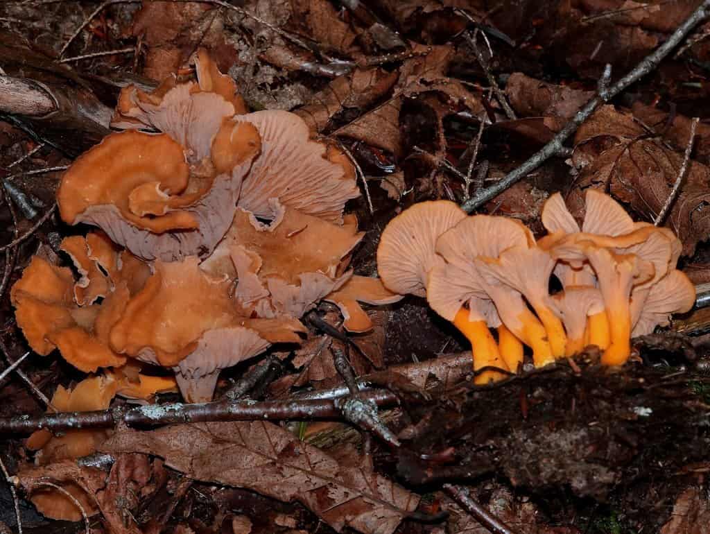 9 Types of Chanterelle Mushrooms