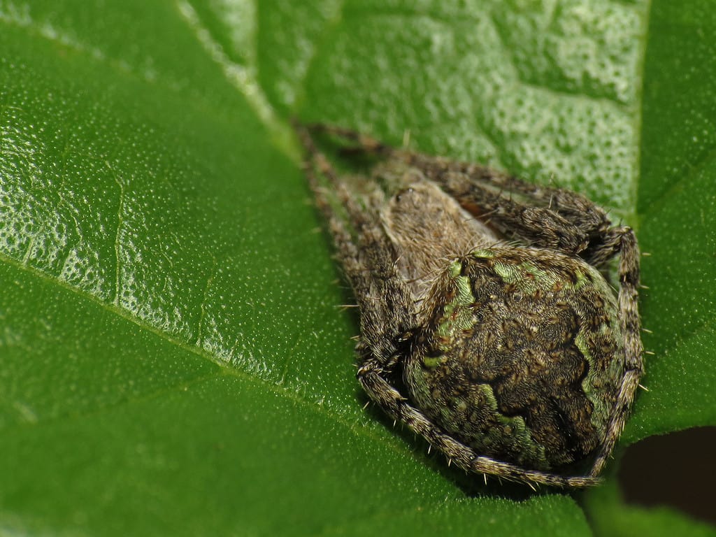 13 Spiders Crawling Around Austin