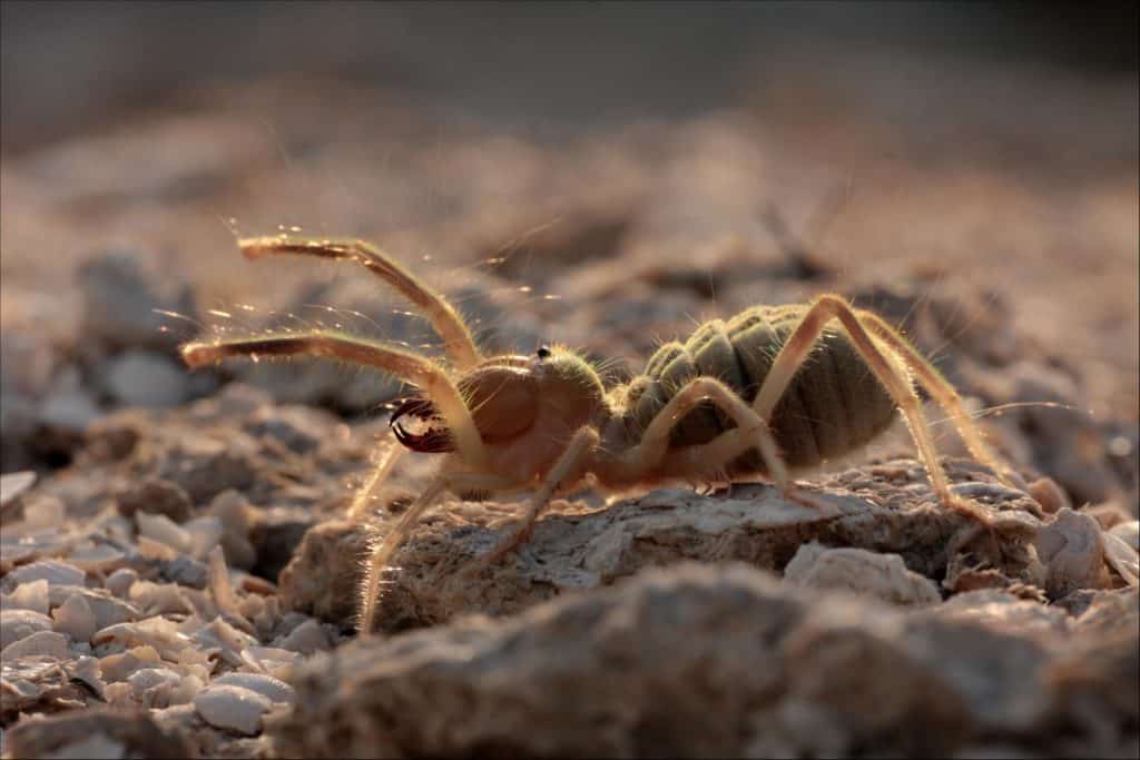 13 Spiders Crawling Around Austin