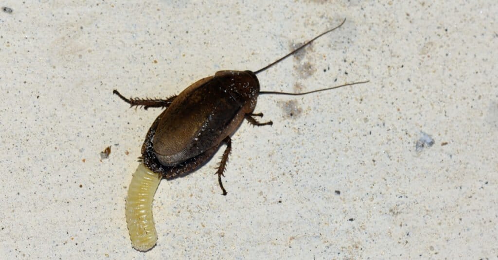 When is Cockroach Season in Minnesota?