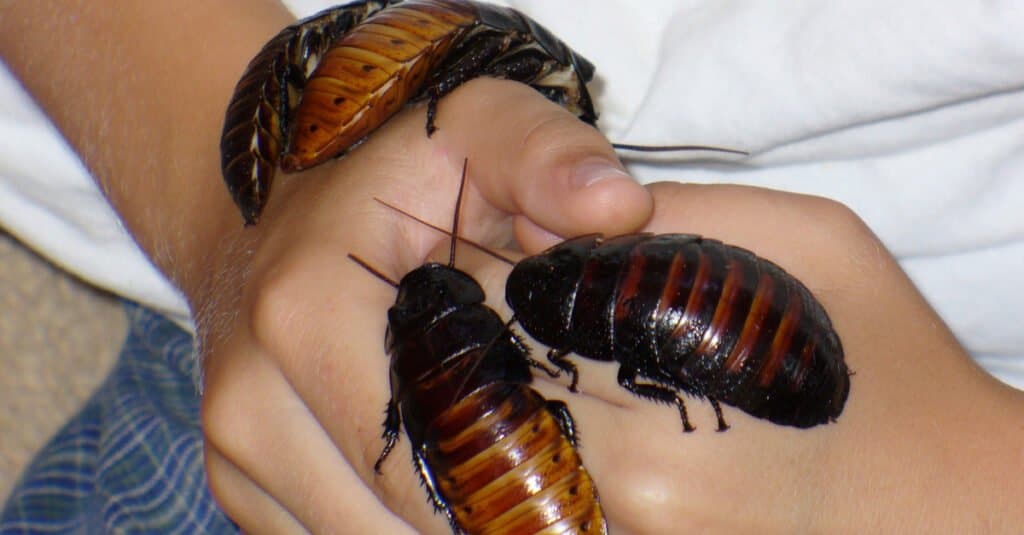 When is Cockroach Season in Minnesota?