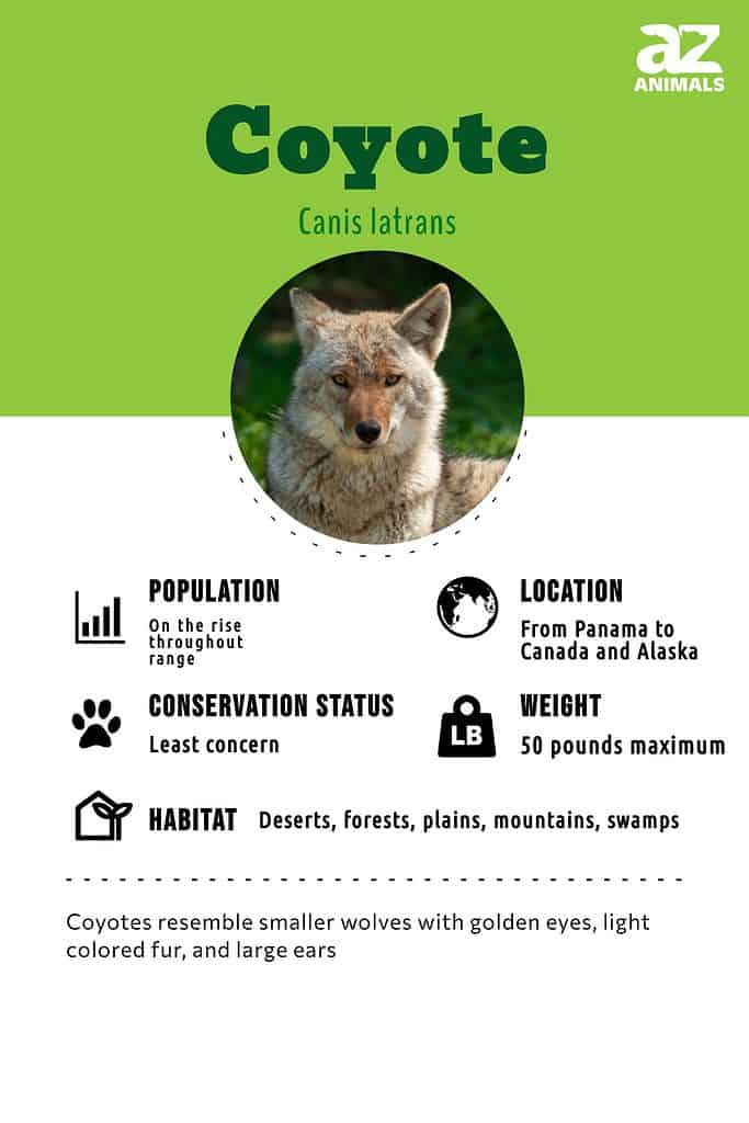 Coyotes in Georgia: Population, Common Locations, Hunting Rules, and More