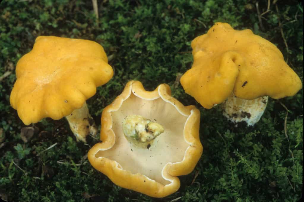 9 Types of Chanterelle Mushrooms