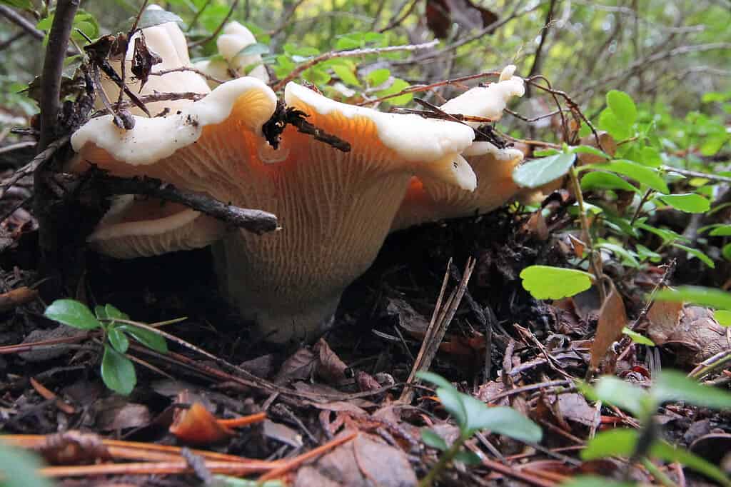 9 Types of Chanterelle Mushrooms