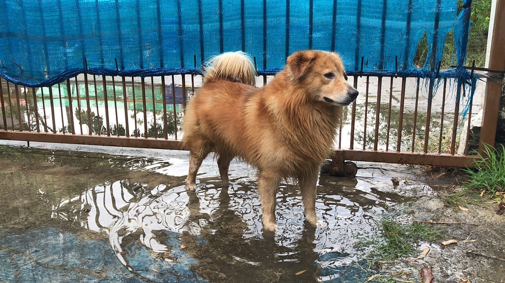 Golden Retriever Grooming Guide: 12 Tips for a Healthy and Beautiful Coat