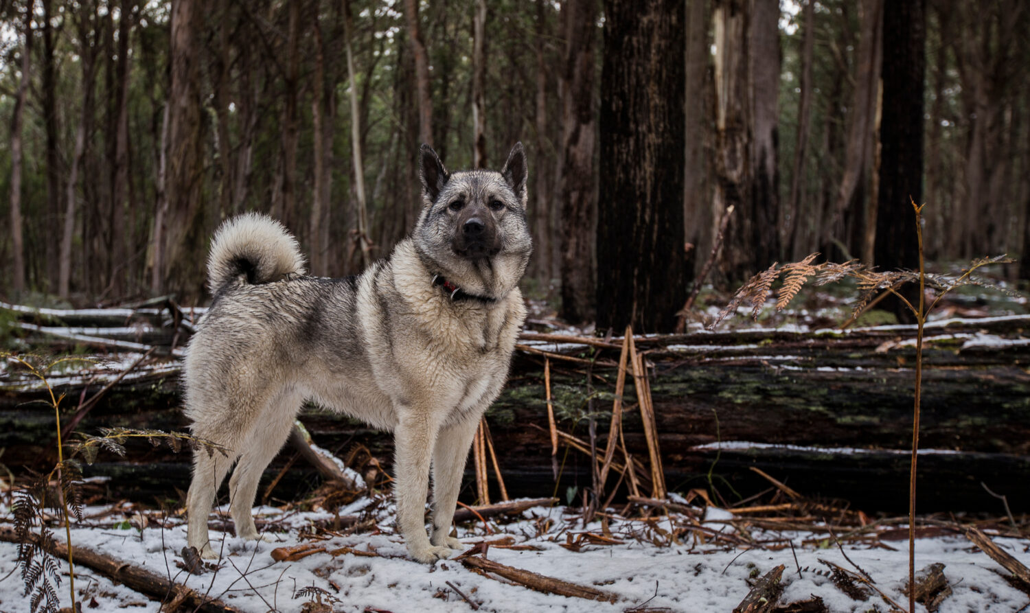 Norwegian Elkhound Lifespan: Average Life Expectancy and More!