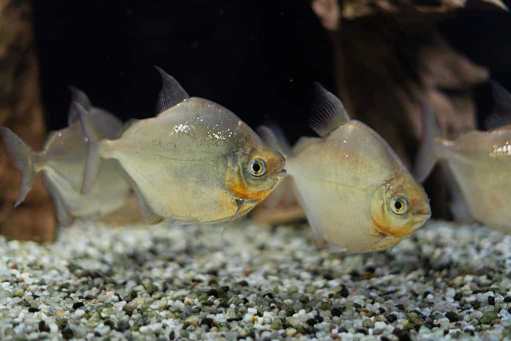 The 15 Best Tank Mates for Flowerhorns