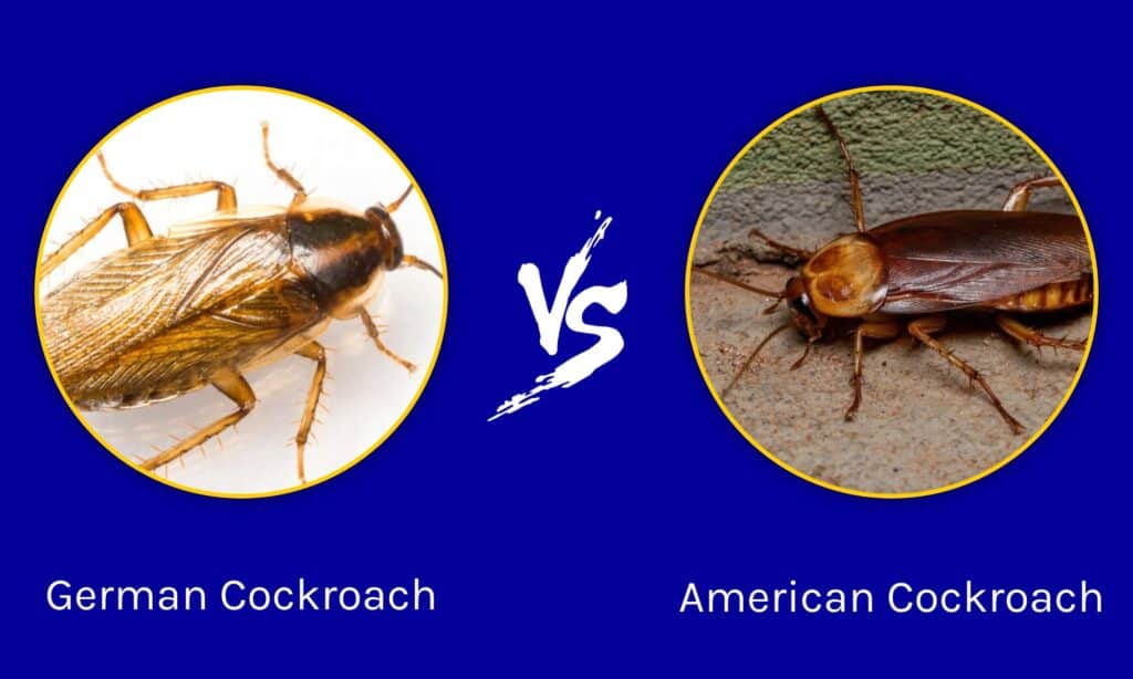 When is Cockroach Season in Minnesota?