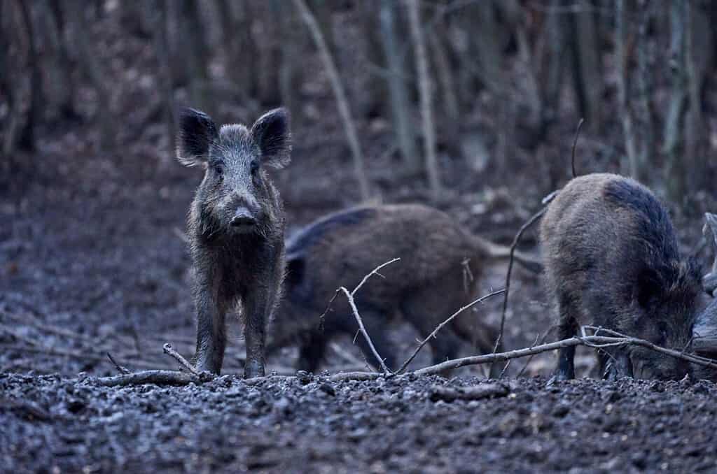 The Largest Wild Hog Ever Caught in Arkansas