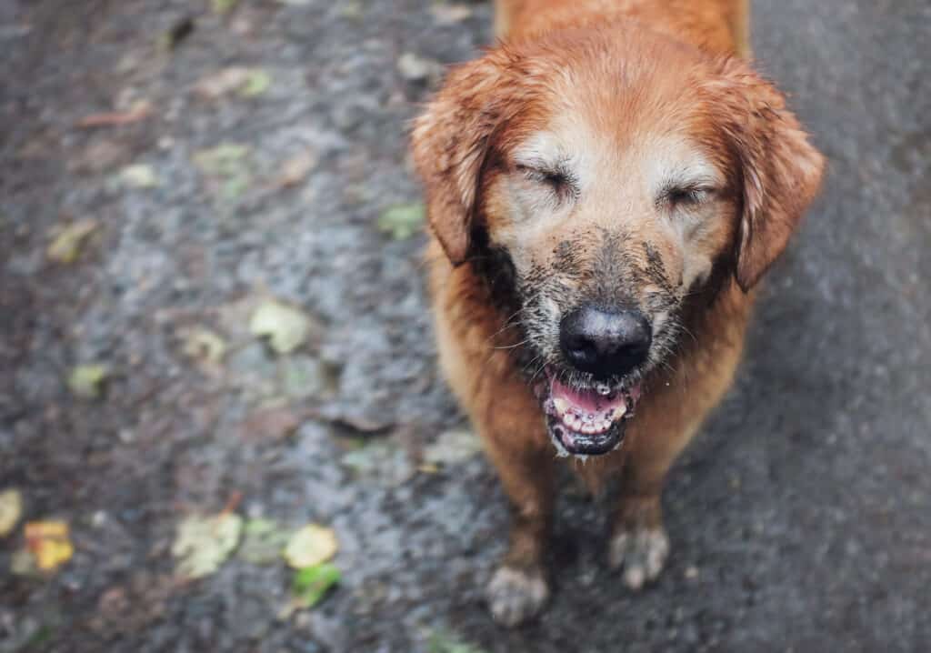 Golden Retriever Grooming Guide: 12 Tips for a Healthy and Beautiful Coat