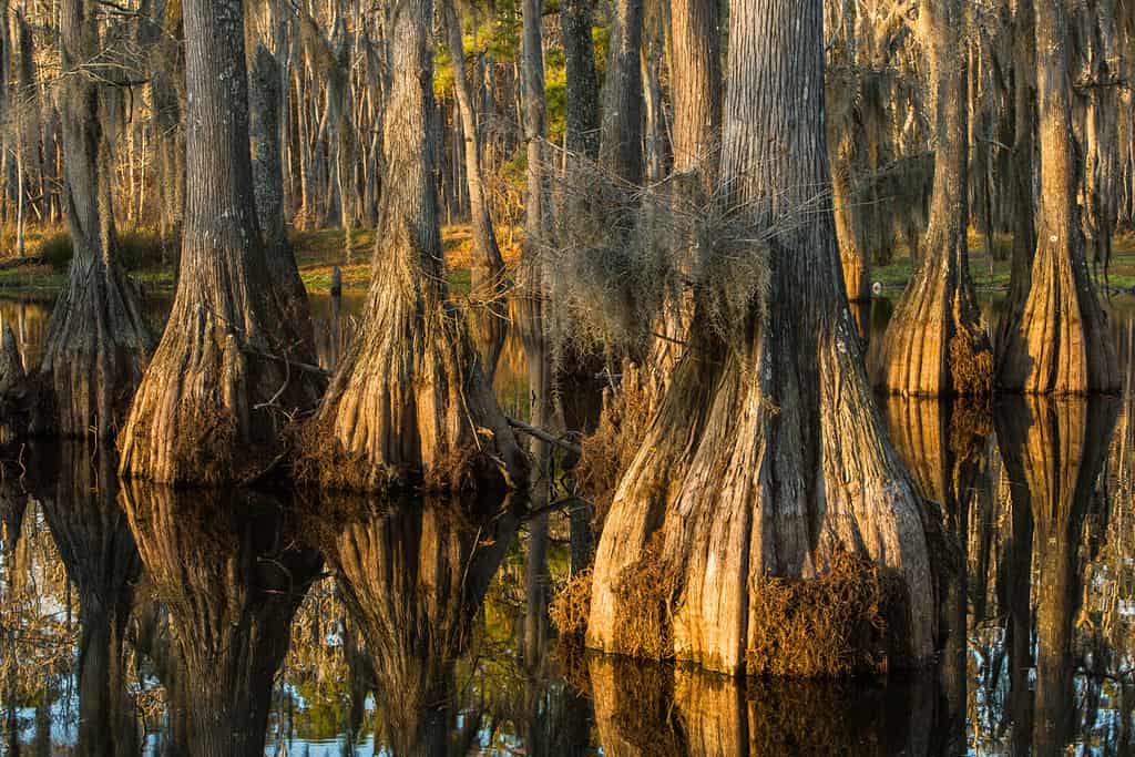 Meet the #1 Largest Landowner in All of Louisiana