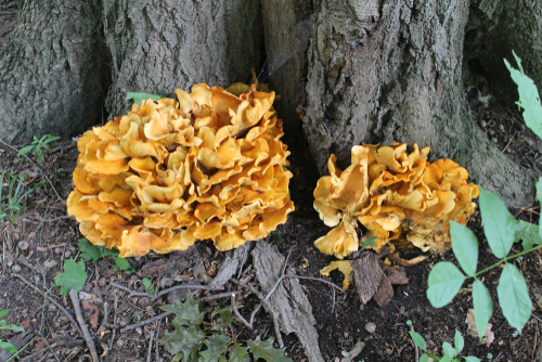 9 Types of Chanterelle Mushrooms