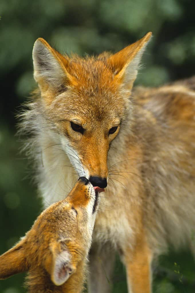 Coyotes in Georgia: Population, Common Locations, Hunting Rules, and More