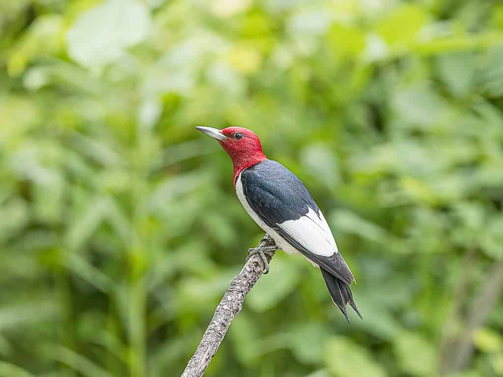 9 Woodpeckers in Virginia (Pictures, ID Guide, and Locations)