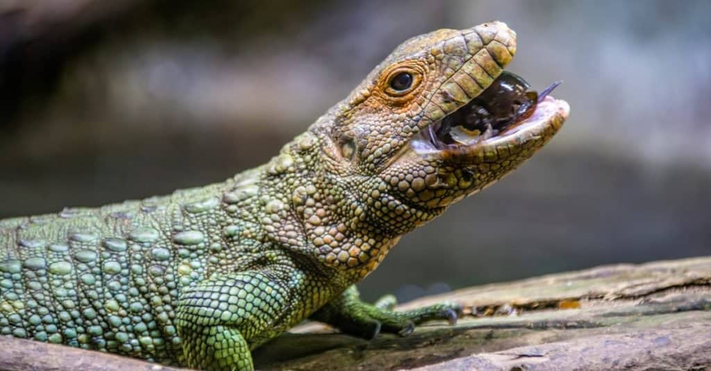 Were Dragons Real? Which Beasts Today Look Like Them?